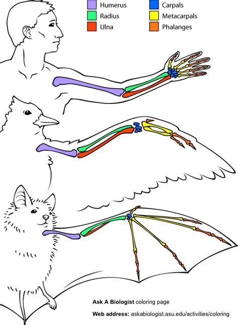 human bones that are similar to the chicken wing